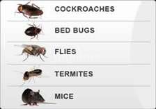 Strongest bed bug killer in Kenya/Bed bug Fumigation Nairobi