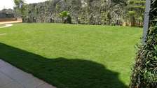 Carpet Lawn Grass in kenya
