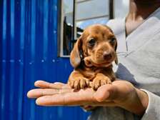 Miniature Dachshunds