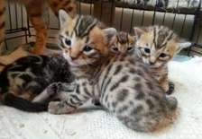 male and female bengal kitttens available