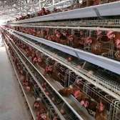 128 automatic chicken cages