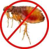Fleas Control Services