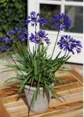 Agapanthus flower|lily of the Nile African lily
