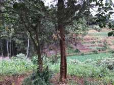 2.5 ac Residential Land at Gecha Road