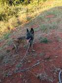 Dutch Shepherd Female