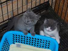 KC registered British shorthair