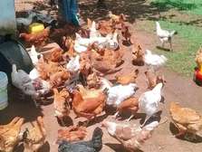Healthy Free-Range Mixed Breed Chickens White Brown Black