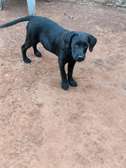 Black Labrador retriever puppy