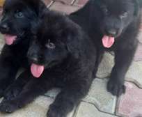 Solid Black German shepherd puppies