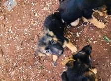 German shepherd pure bred puppies