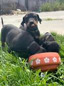 Doberman Pinscher puppies for sale.