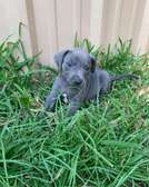 Adorable Blue lacy puppy