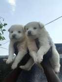 pet japanese spitz puppies