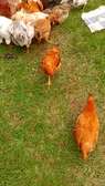 CHICKEN