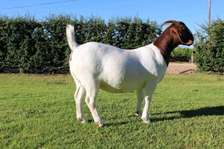 BOER FEMALE GOATS