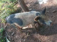5months sows