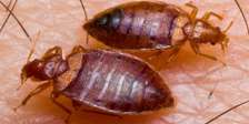 Bed Bug Control Services Kajiado, Olkejuado, Bissil, Ngong,
