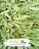 Variegated Buffalo grass / Pemba grass