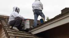 Safe Bee Swarm Removal Service – Call us for a free quote.