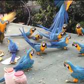 Blue and Gold Macaw parrots for sale.