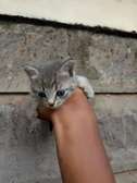 Cute kittens ready to rehome