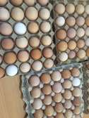 Fertilized Kienyeji eggs