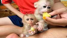 babies capuchin monkeys for sale
