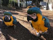Blue and Gold Macaw parrots for sale.