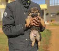 1-3 month Female German Shepherd puppy