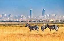 Nairobi National Park Half Day