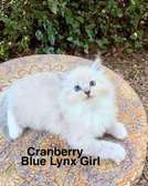 Ragdoll Kittens  | Russian Blue Cats & Kittens in UAE