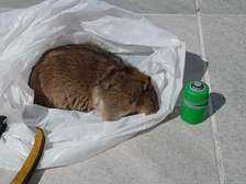 Cockroaches,Bed bugs,Rats & Termite Fumigation In Eastleigh