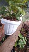 Indoor plants plants for your home