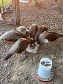 Juvenile peahens and peacocks for sale