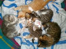 Cute,chubby and Fluffy Kittens available for rehoming