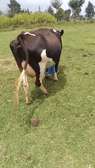 Mamayao Frisian dairy cow