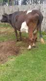 3 Frisian dairy cows