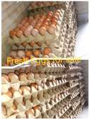 Fresh layers eggs for sale