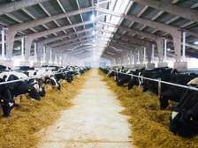 Dairy Livestock Exports to The UAE | United Arab Emirates