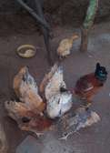 Free-Range Mixed Breed Chickens Healthy & Productive