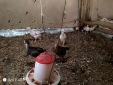 Healthy Young Ducks for Egg & Meat Production