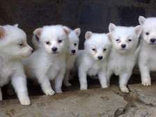 Japananese Spitz