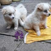 Purebred Japanese Spitz puppies