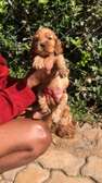 Cocker Spaniel