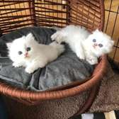 Persian kittens seeking for pet loving homes