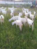 GALA GOATS