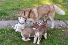 Husky puppies for sale.
