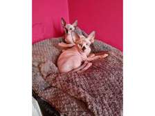 Male and a female Sphynx kittens for sale