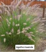 Pennisetum plants |Fountaingrasses