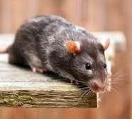 Guaranteed Rat Extermination Services In Nairobi